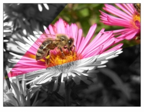 Makro v přírodě - Včelka