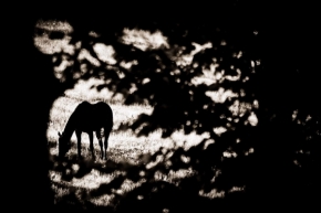 Moje Krajina - Fotograf roku - Kreativita - I. kolo - Průhled na pastvinu