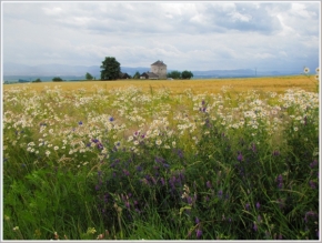Moje Krajina - Letní zátiší s květinami a bývalým větrným mlýnem