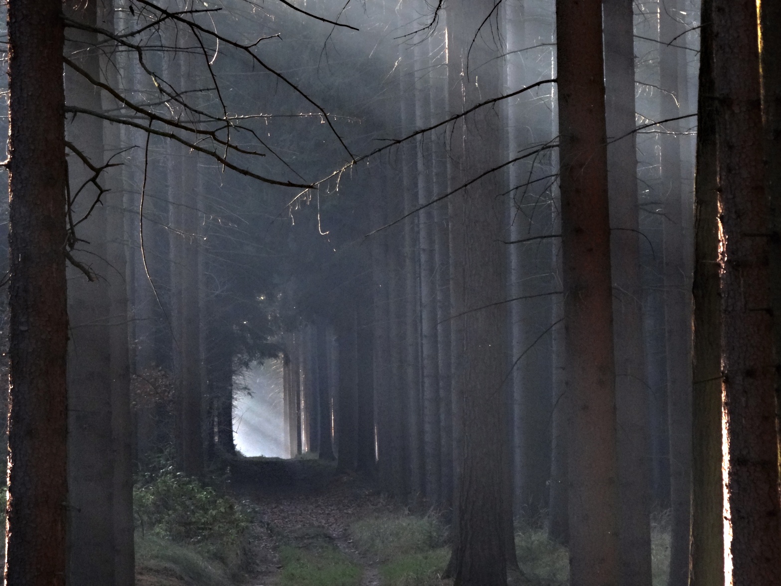 Dveře do lesa