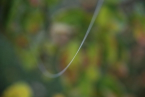 Makro v přírodě - lanová dráha