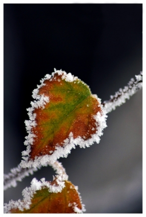 Makro v přírodě - Podzim v zimě