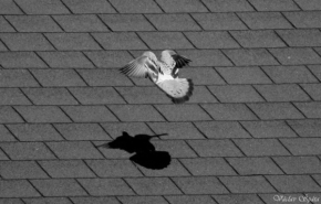 Černobílá fotografie - Přistání na střeše
