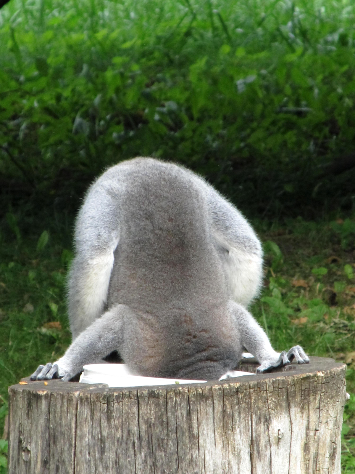 bezhlavý lemur