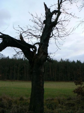 Stromy v krajině - úmrtí