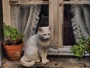 Kristýna Šprachtová -Na okně seděla kočka, byl horký letní den...