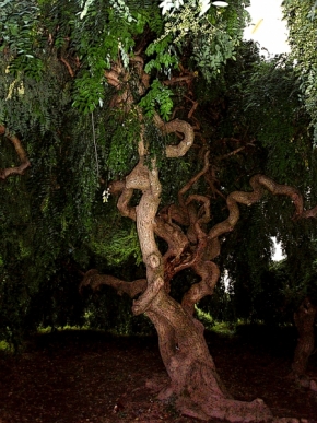 Fotograf roku v přírodě 2012 - divoký strom