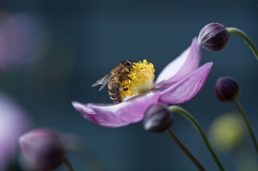 Makro v přírodě - Včelka