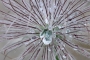 Miroslav Majer -Detail květu