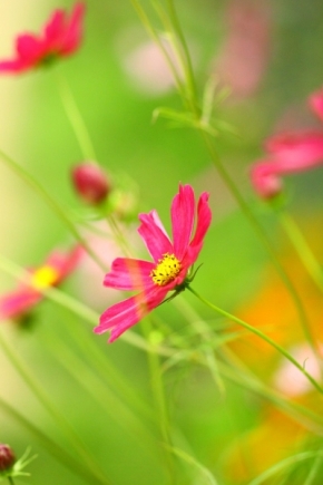 Fotograf roku v přírodě 2012 - Květinové snění