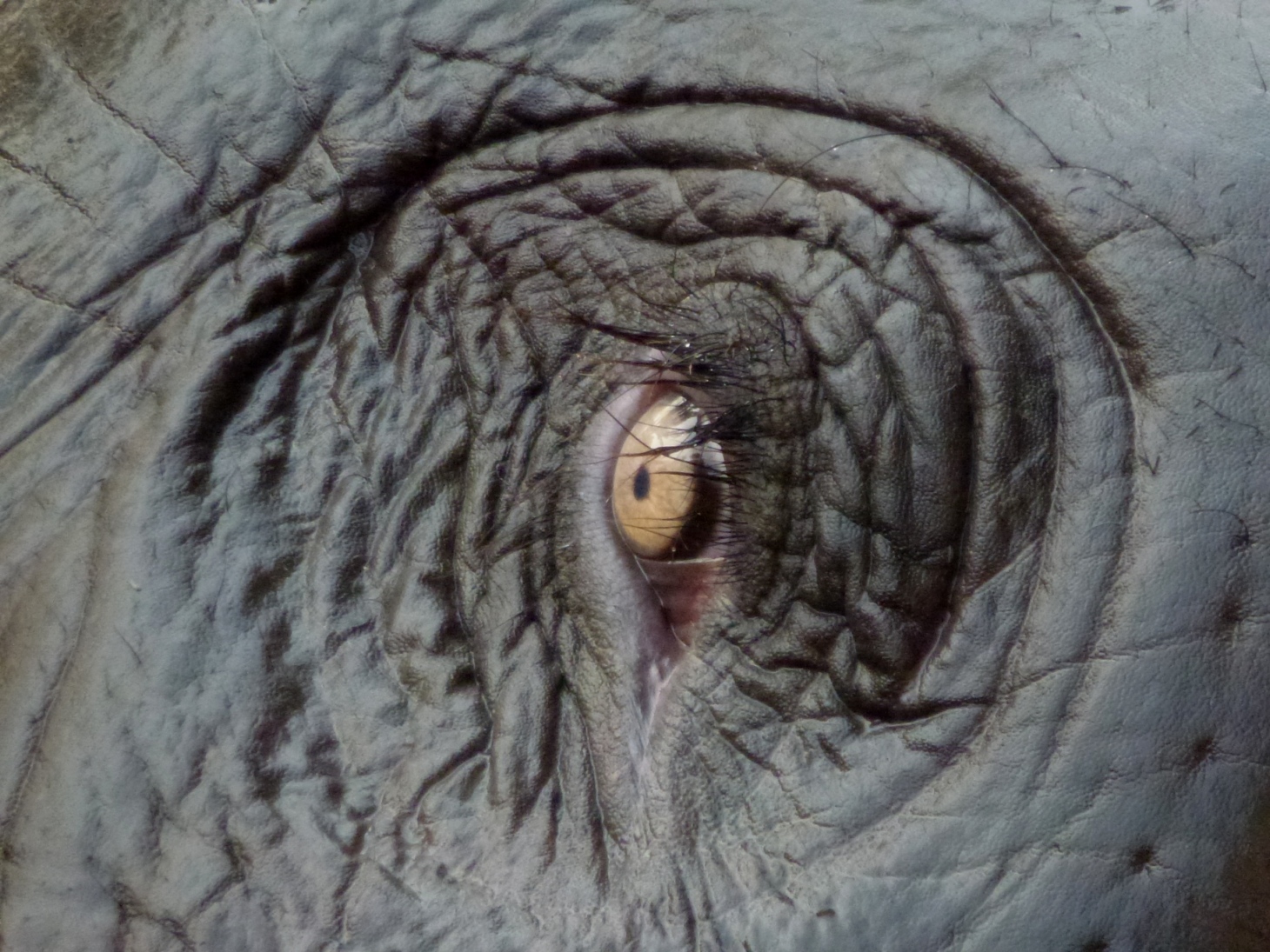 malé oko velkého slona