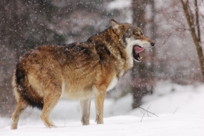 Fotograf roku v přírodě 2012 - Vlk obecný