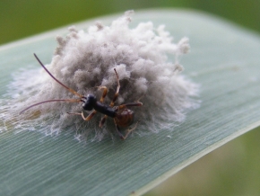 Makro v přírodě - Mraveneček