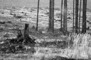 Černobílá fotografie - Chumelenice v lese