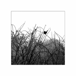 Černobílá fotografie - Kosí