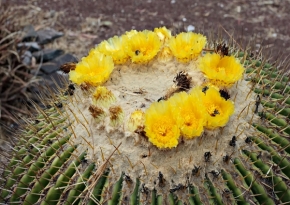 Fotograf roku v přírodě 2012 - květy kaktusu