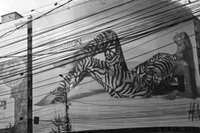 Černobílá fotografie - Zebra za zebrou