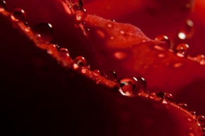 Makro v přírodě - Ruža po daždi
