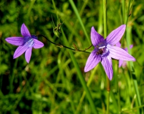 Makro v přírodě - květy
