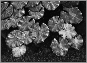 Černobílá fotografie - Lekníny