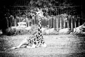 Černobílá fotografie - jedna žirafová