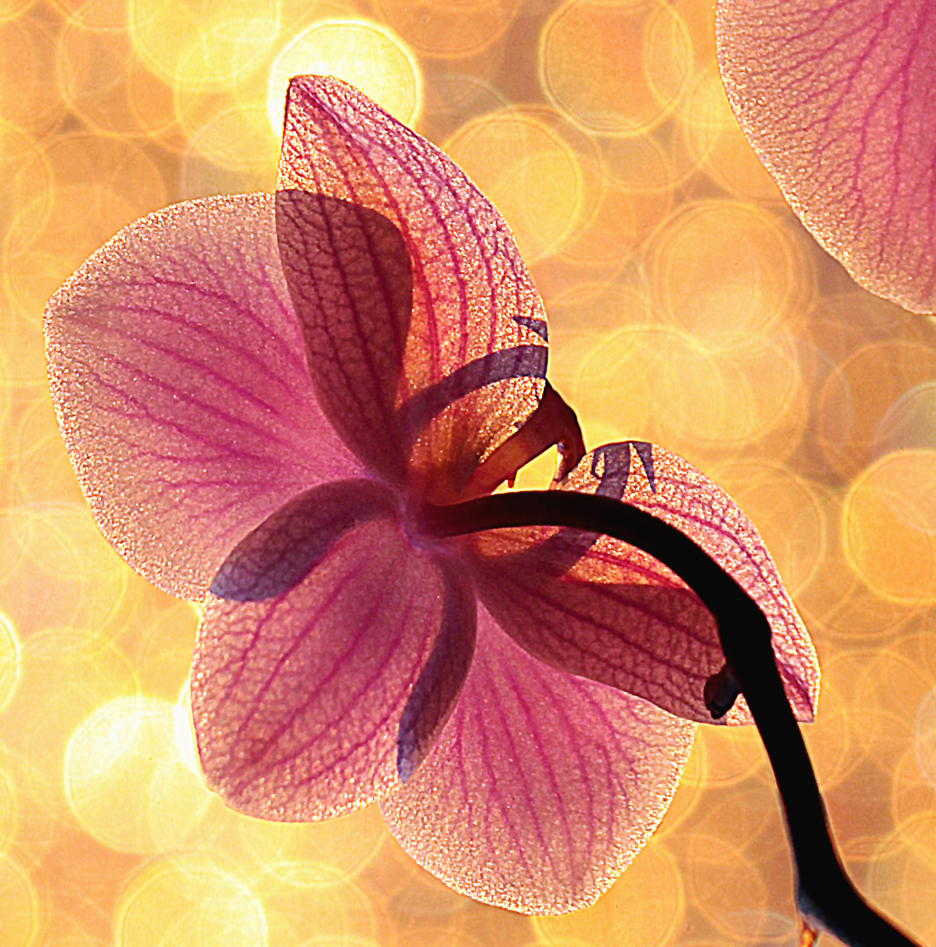 "Zlatá orchidej"