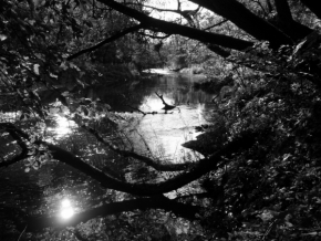 Černobílá fotografie - příroda