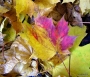Alena Letochová -Podzimní paleta barev