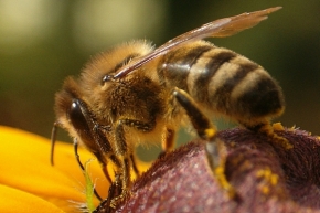 Makro v přírodě - včelka