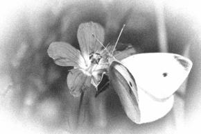 Roman Horák - Motýl