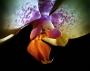 Pan neznámý -Orchidej u okna III