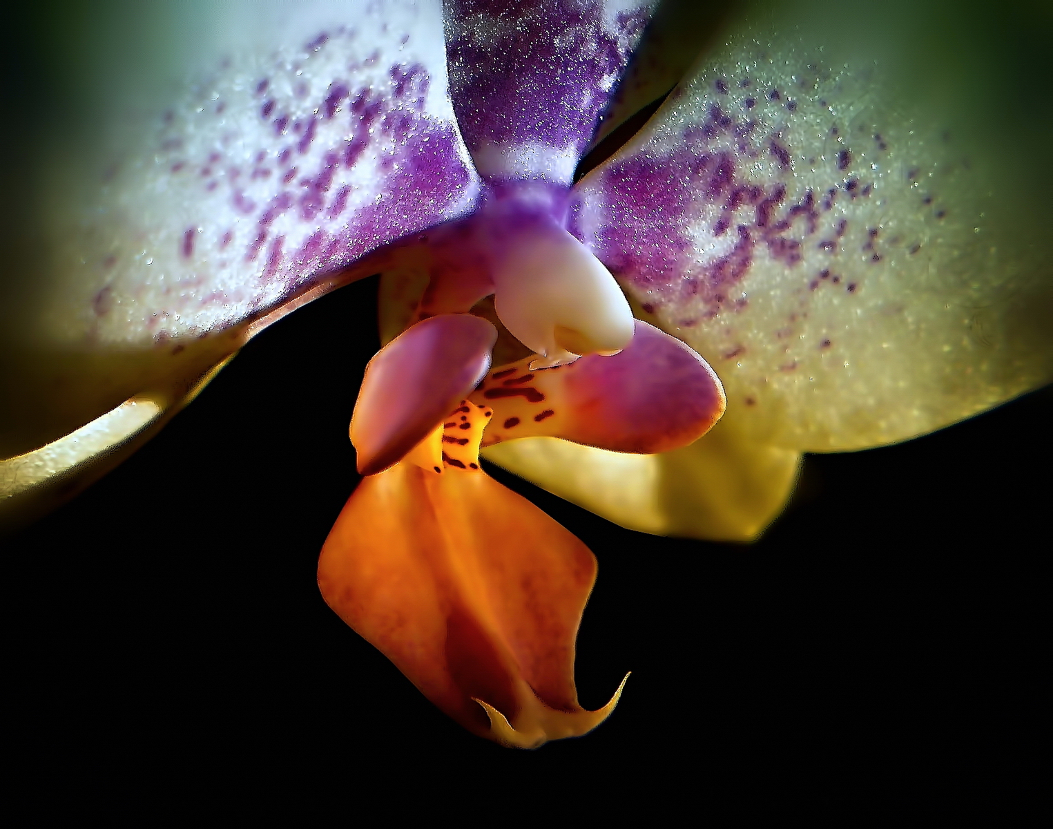 Orchidej u okna III