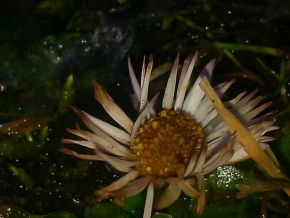 Makro v přírodě - nádherná kytka
