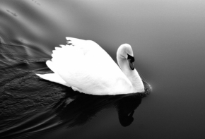 Černobílá fotografie - Labuť