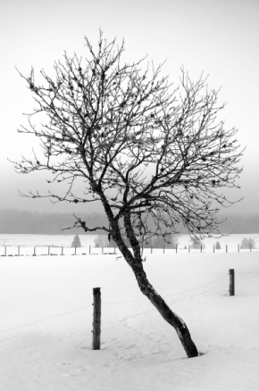 Černobílá fotografie - Osamělý