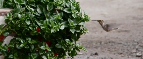 Dominika  Macikova - kolibrik