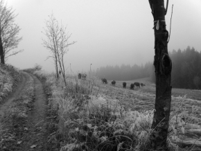 Černobílá fotografie - Krávy u cesty