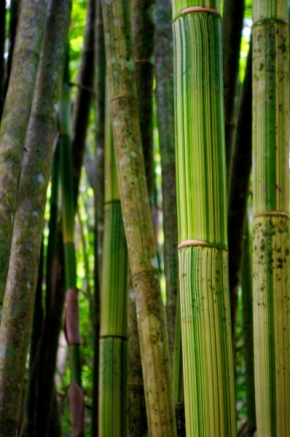 Makro v přírodě - bamboo in jungle