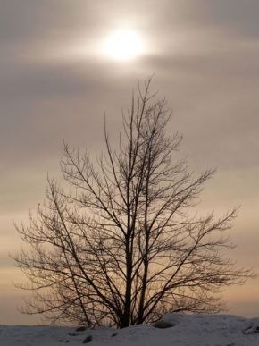 Zimní podvečer - Strom