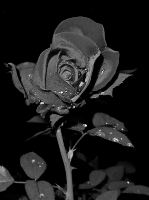 Lenka V - Noční růže