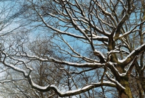 Kouzlení zimy - "proste strom"