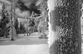 Černobílá fotografie - Zimní tvoření