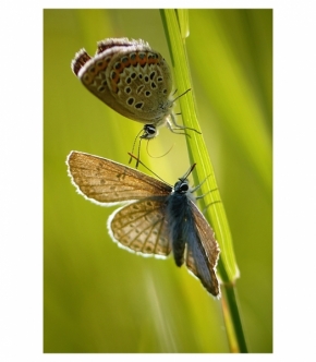 Makro v přírodě - Motýlí vábení