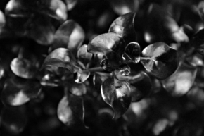Černobílá fotografie - Rostlina