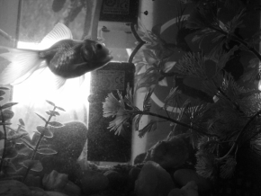 Černobílá fotografie - rybka