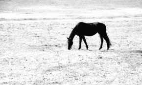 Černobílá fotografie - Zimní pastva
