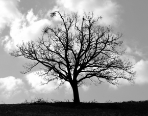 Černobílá fotografie - Bez vrán