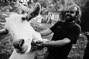 Černobílá fotografie - venkov - koza, kozička
