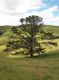 Gippsland