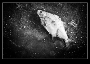 Černobílá fotografie - Smrt